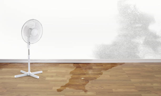Best Water damage repair service  in Willowick, OH